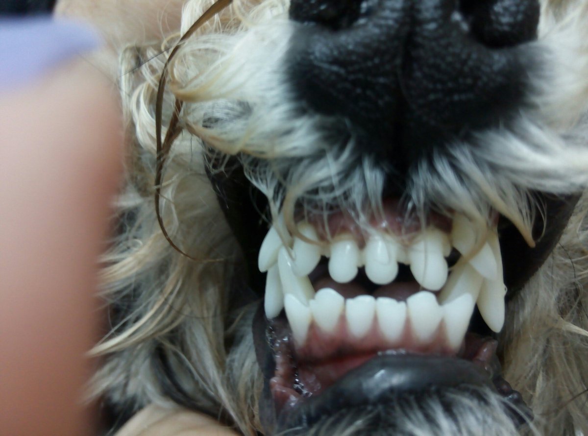 Строение челюсти бультерьера