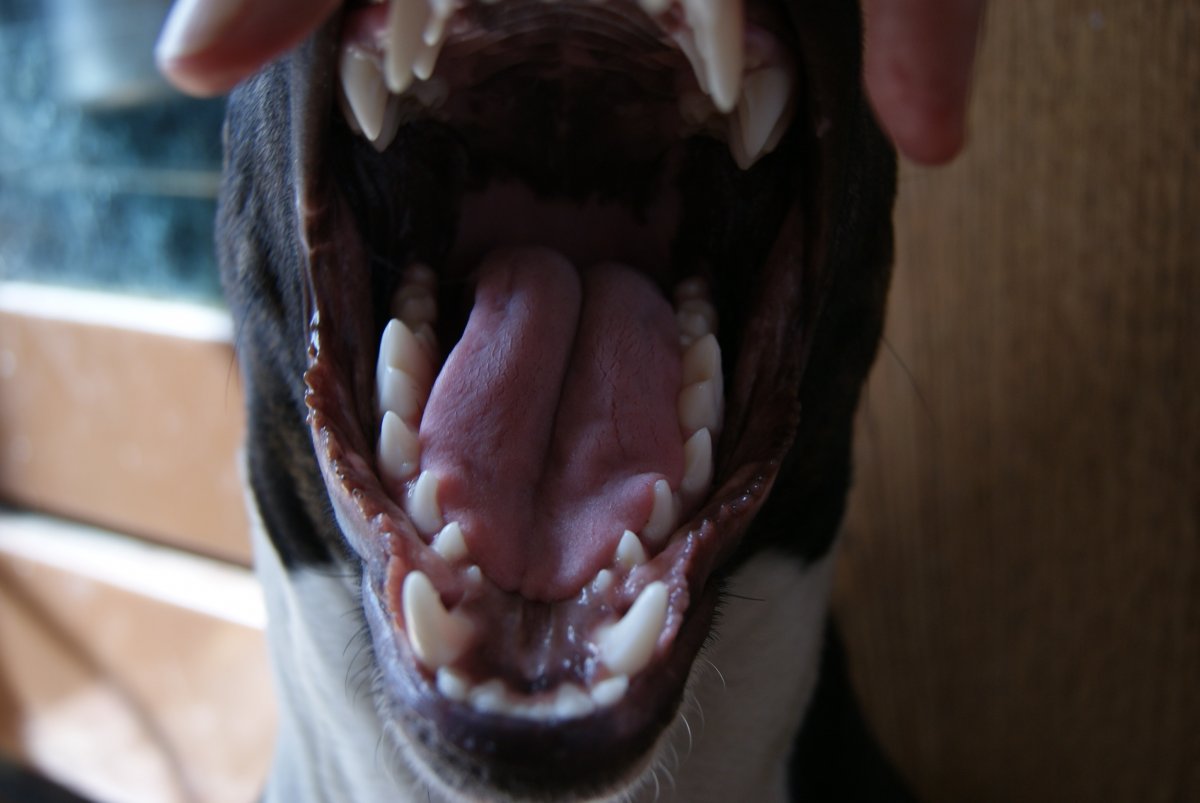 Ножницеобразный прикус у овчарки