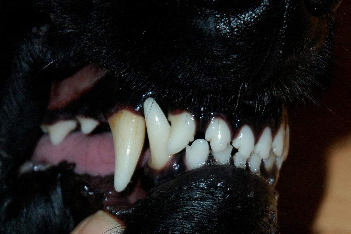 Показ зубов собаки на выставке