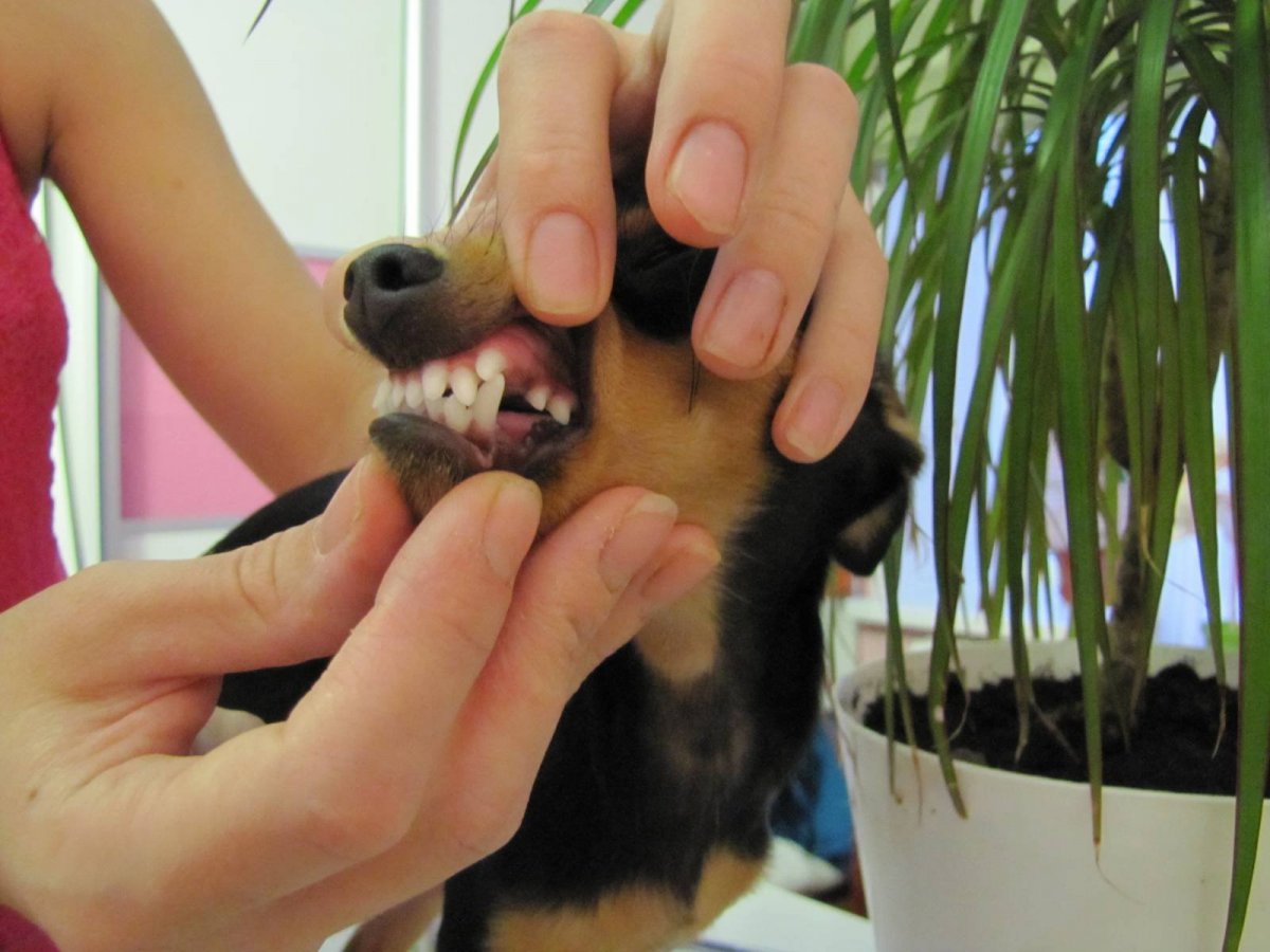 Ножницеобразный прикус у ротвейлера