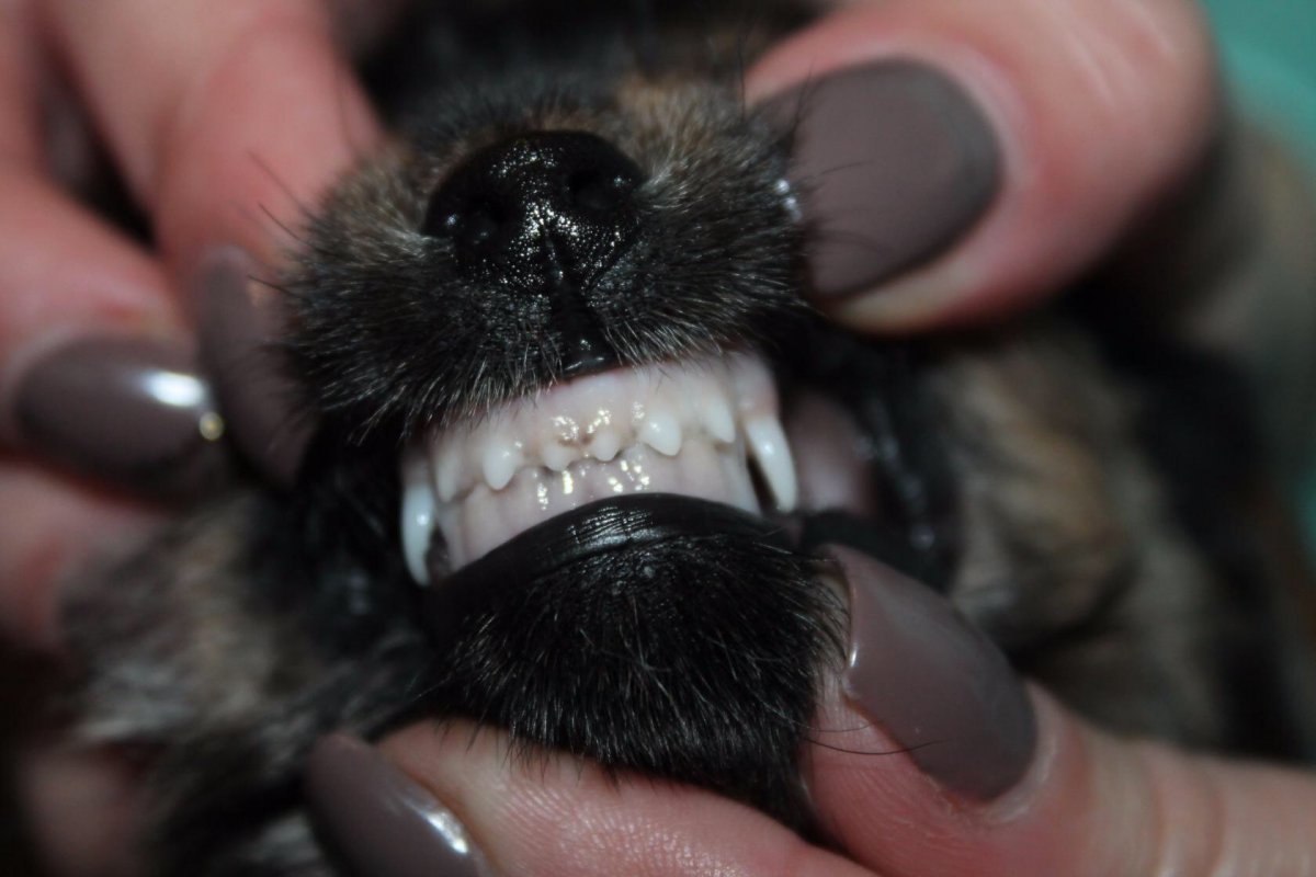 Ножницевидный прикус у собаки