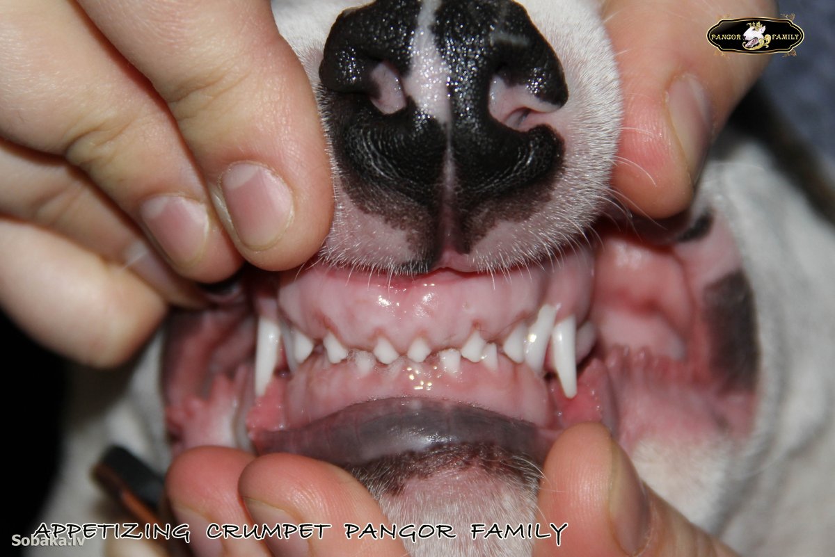 Ножницеобразный прикус у собак