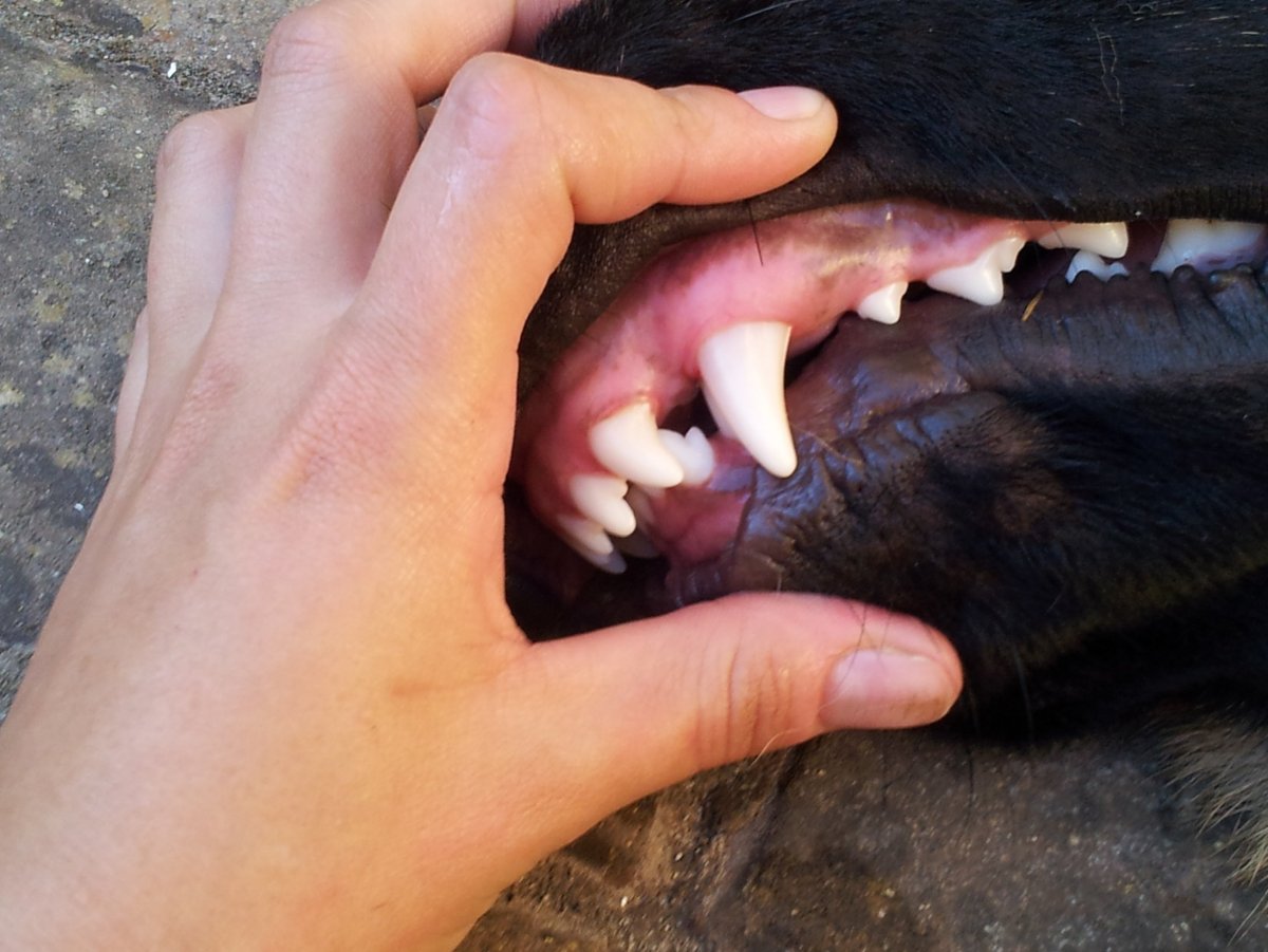 Аффенпинчер прикус