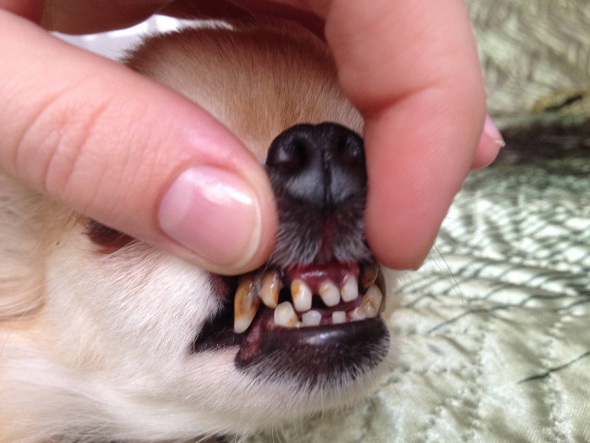 Ножницеобразный прикус у ротвейлера