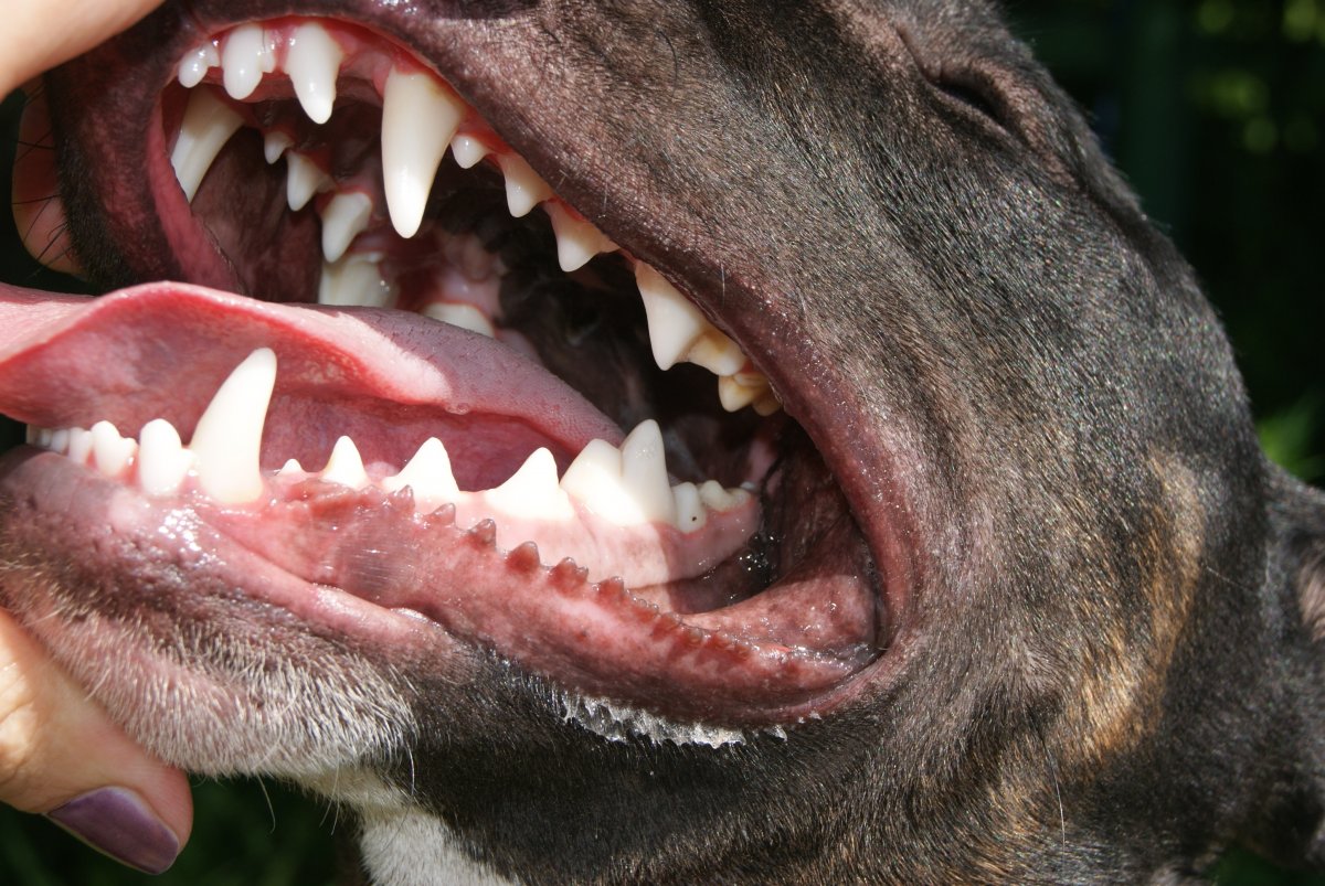 Неправильный прикус у той терьера