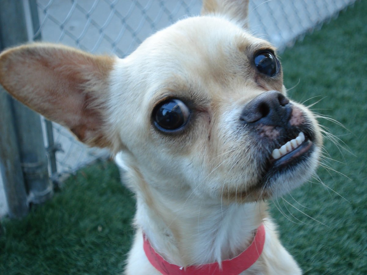 Лхаса Апсо прикус