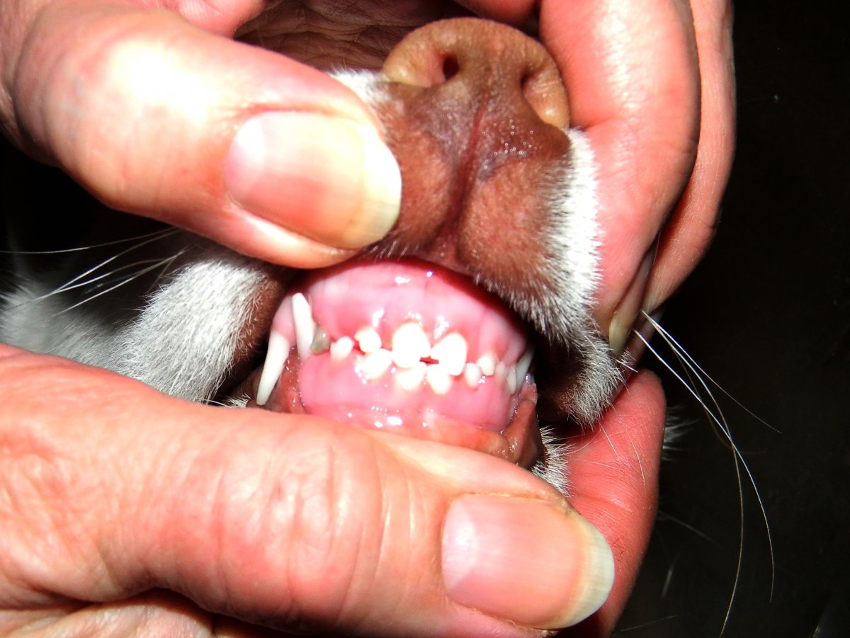 Недокус у йоркширского терьера