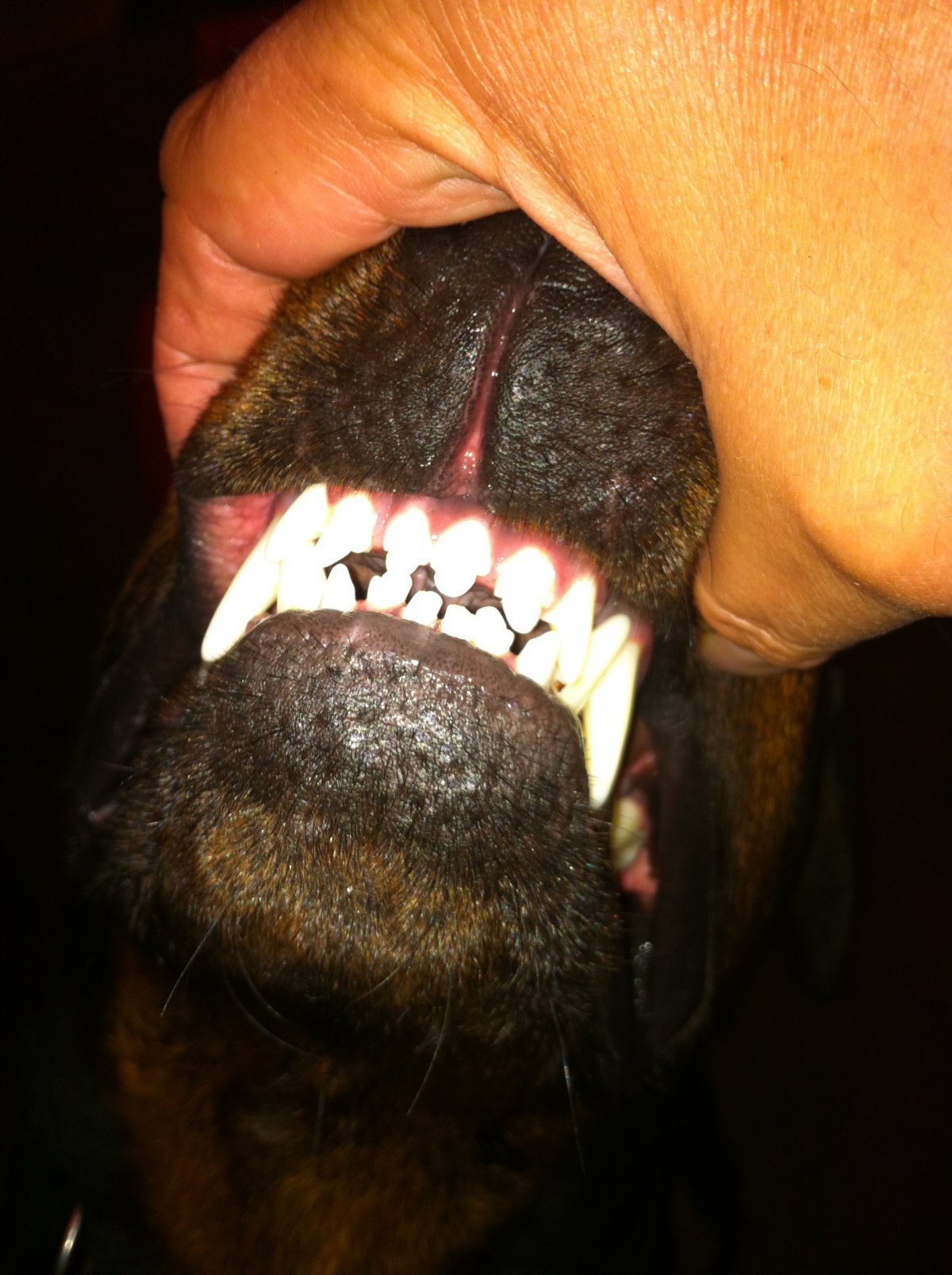 Щенки чихуахуа с недокусом