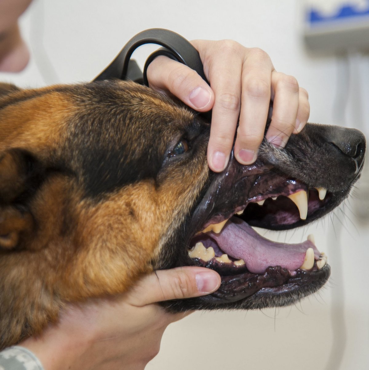 Стаффордширский терьер прикус