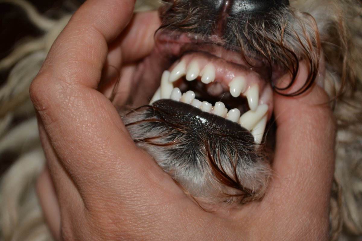 Ножницеобразный прикус у шпица