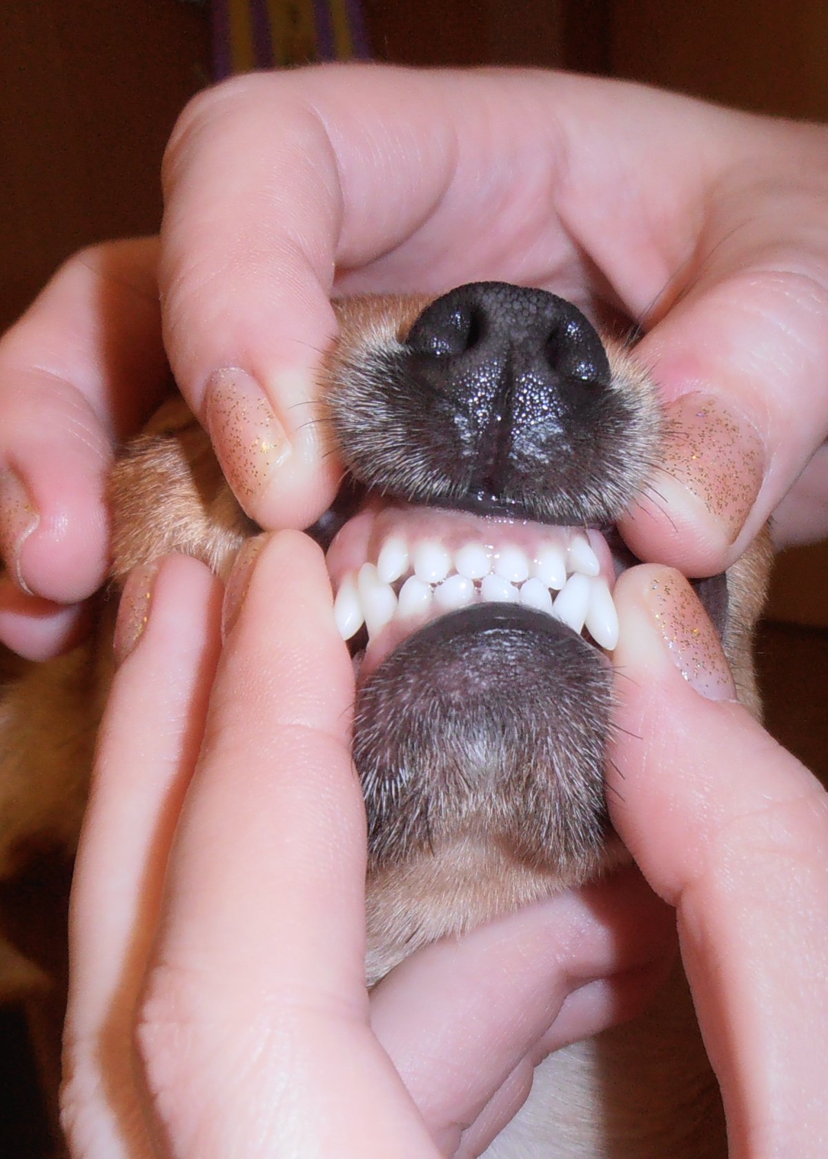 Ножницеобразный прикус у овчарки