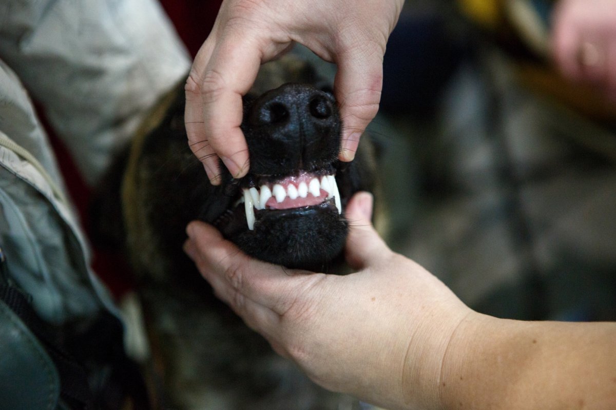 Собака с Кривой челюстью