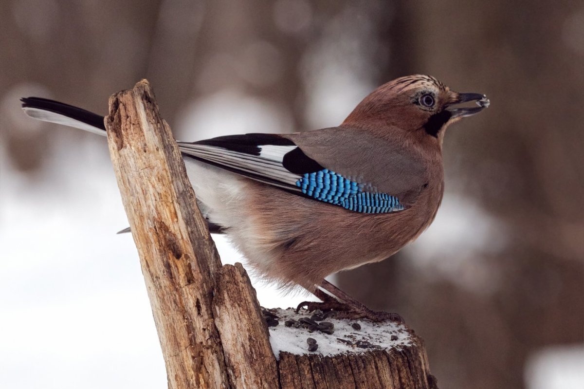 Китнисс Эвердин Сойка