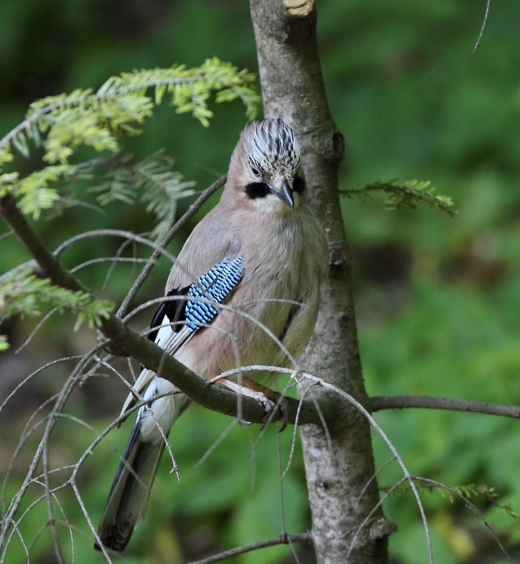 Голодные игры декор