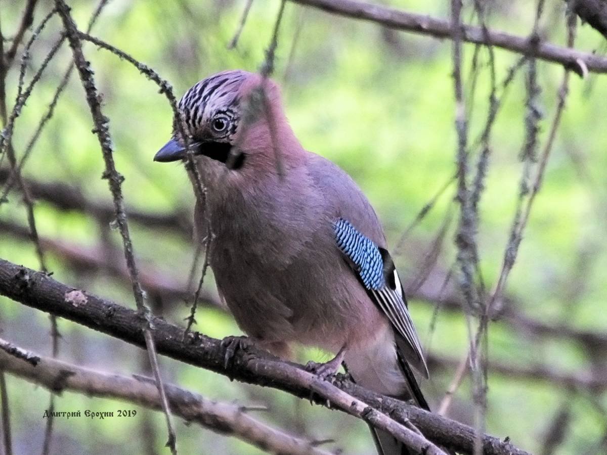 Сойка пересмешница птица