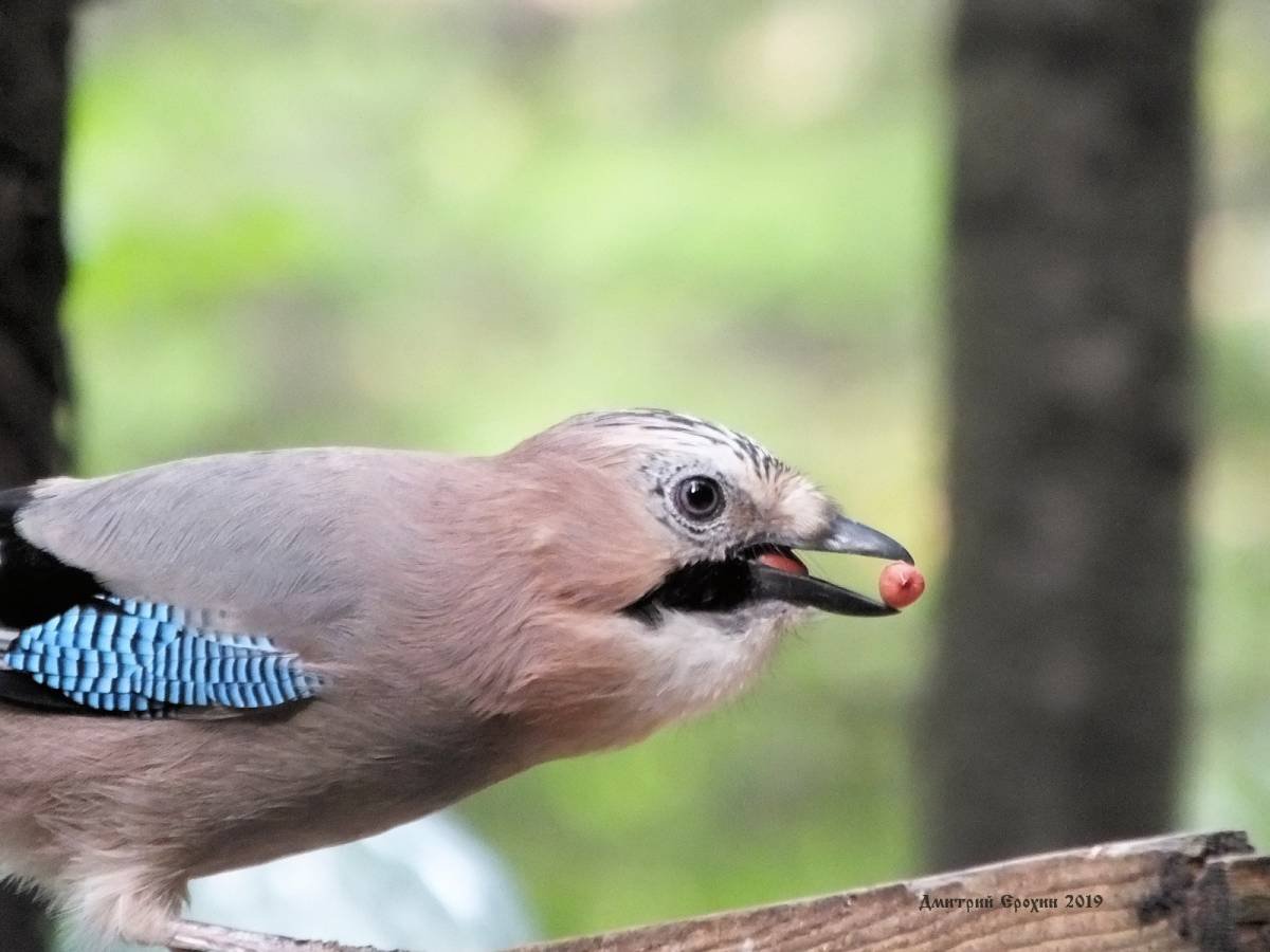 Сойка птица