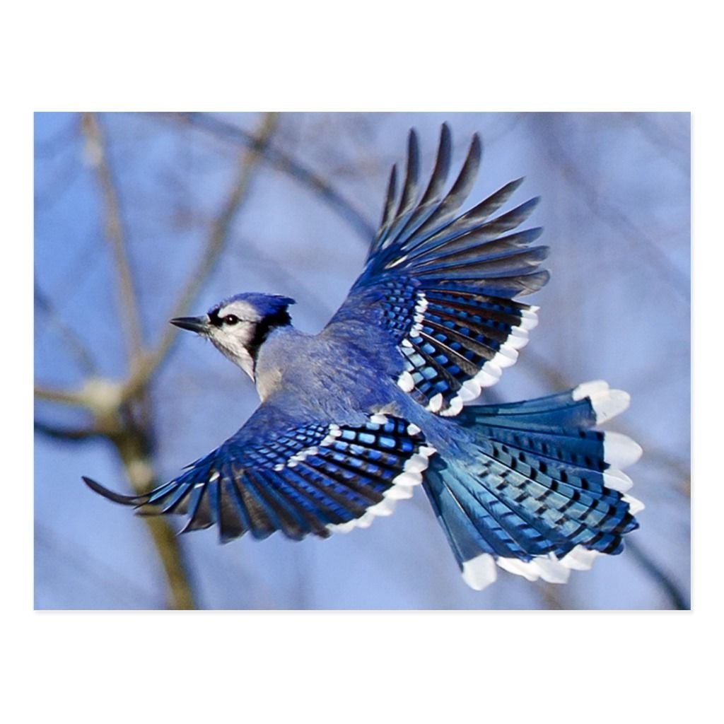 Сойка пересмешница птица