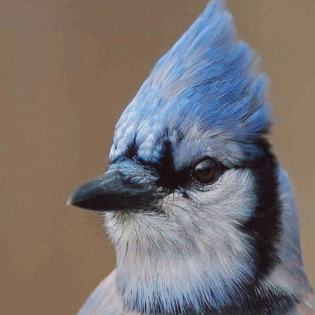 Птичка Сойка голубая