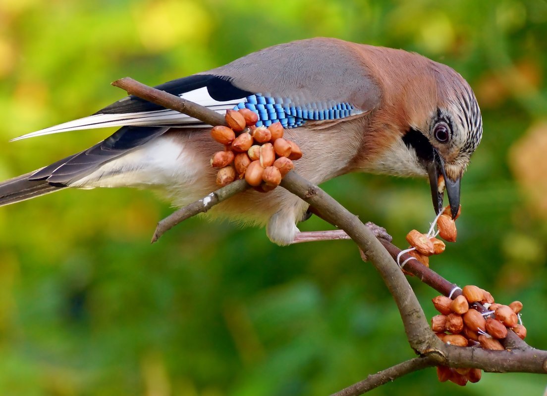 Сойка пересмешница Голодные