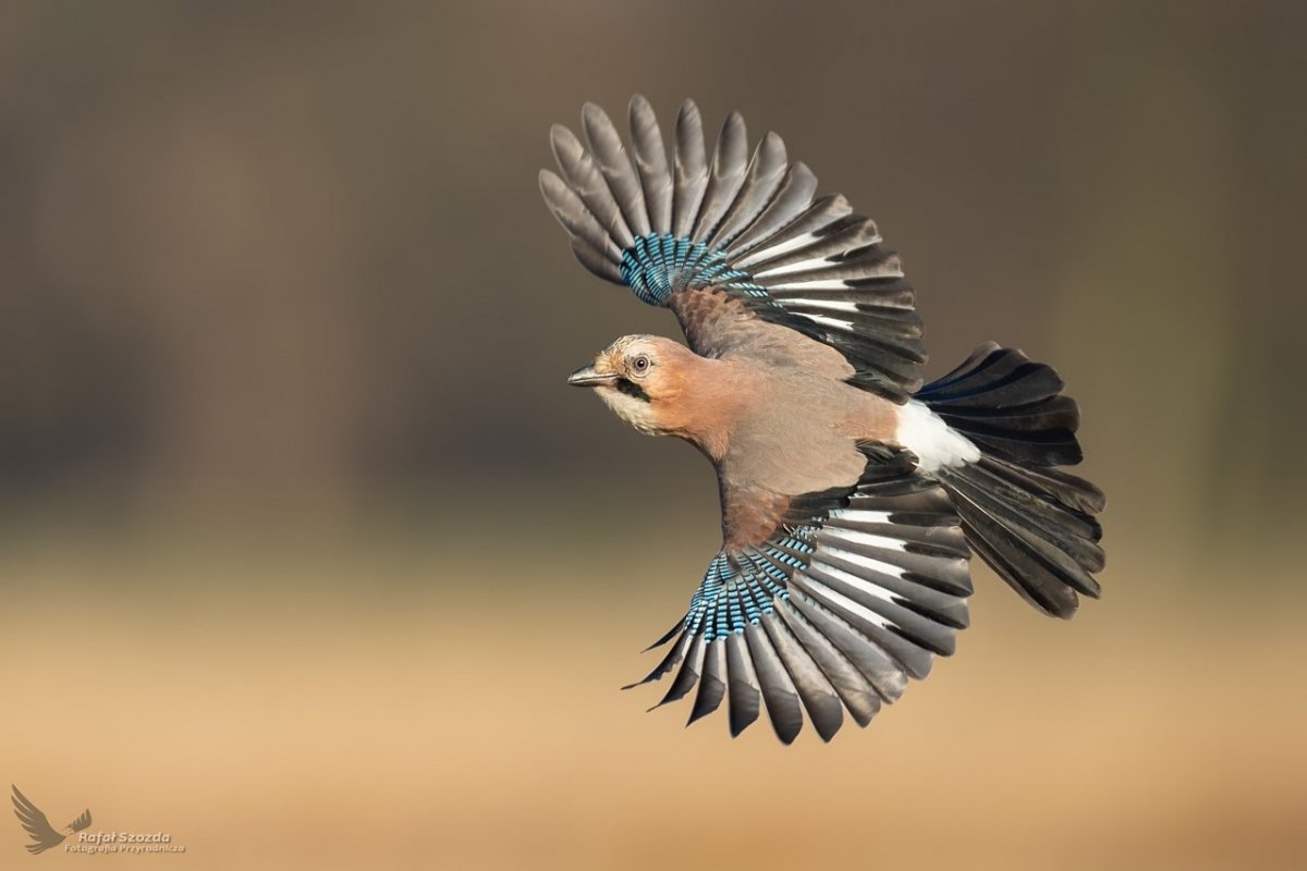 Сойка пересмешница птица