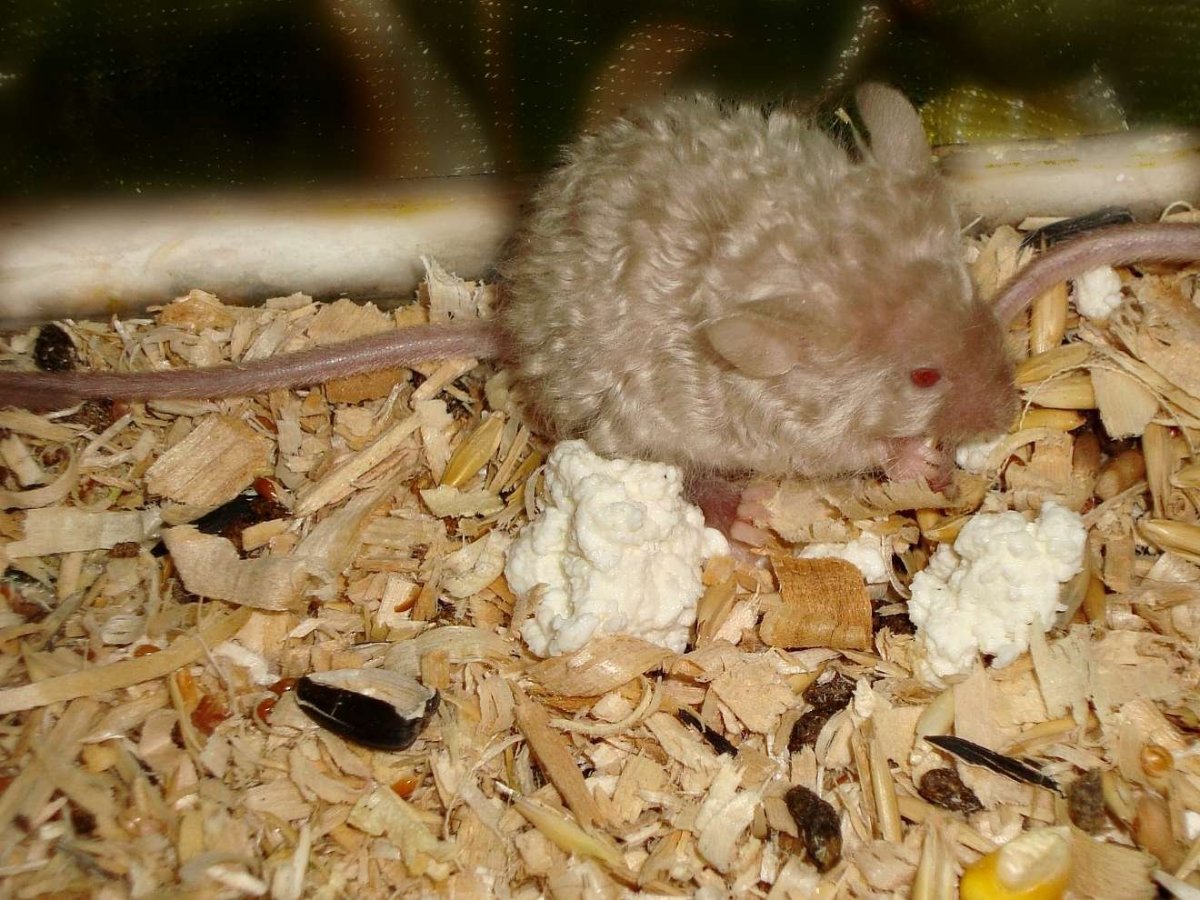 Кудрявая мышь