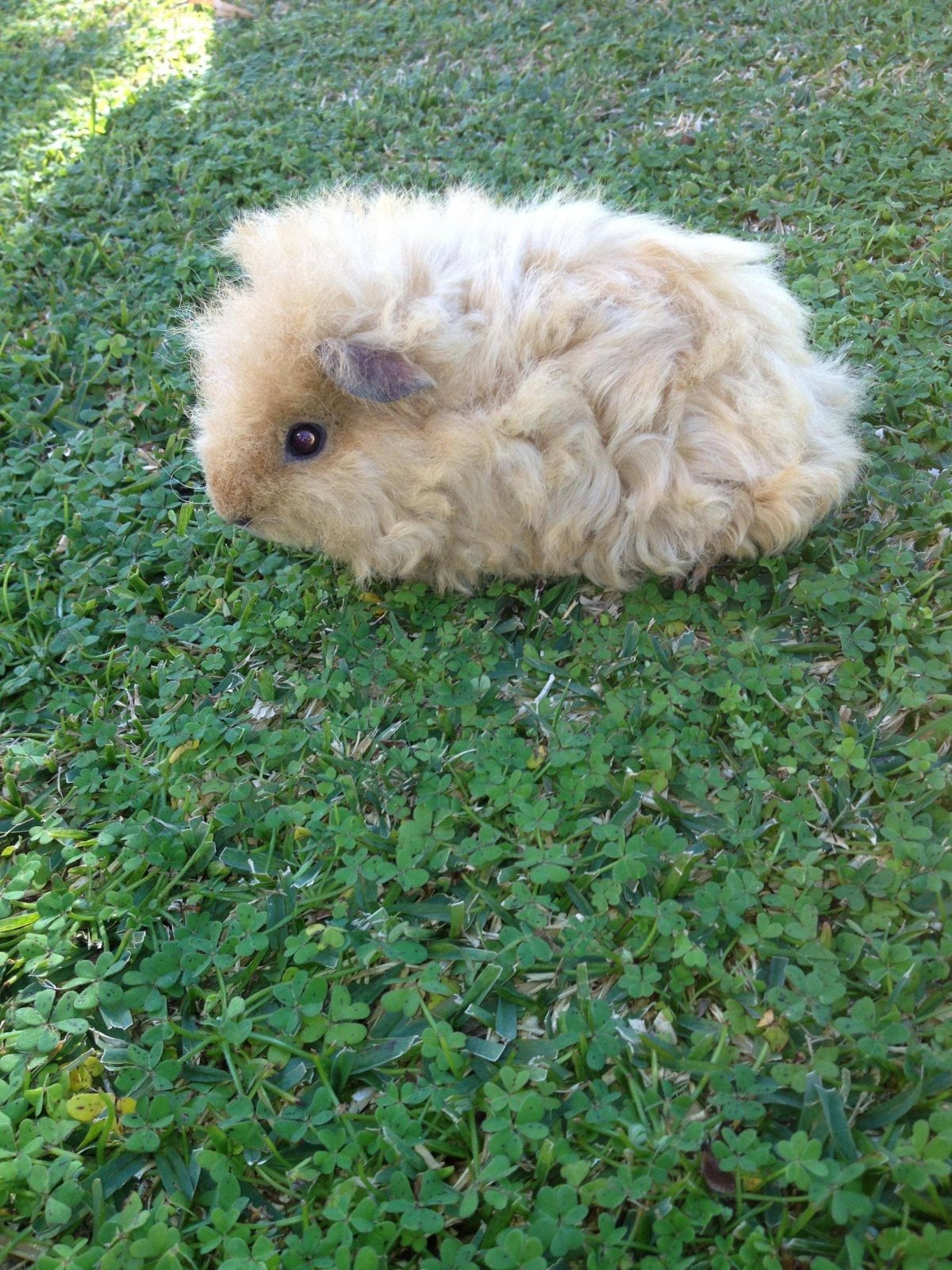 Девушка крыса