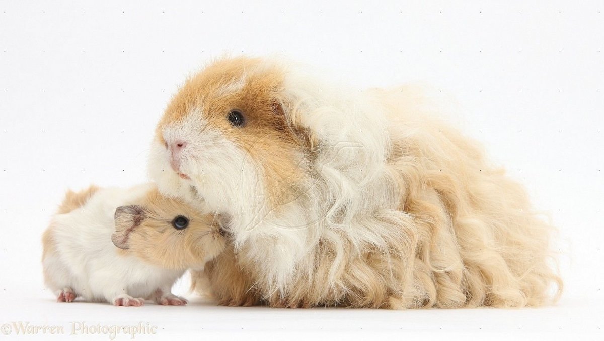 Фуззберта морская Свинка