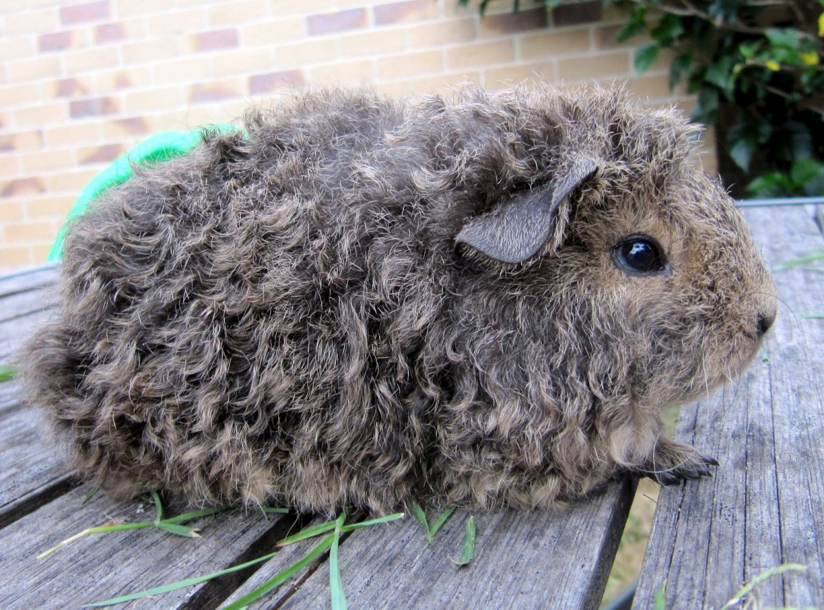 Сирийский хомяк рекс кудрявый