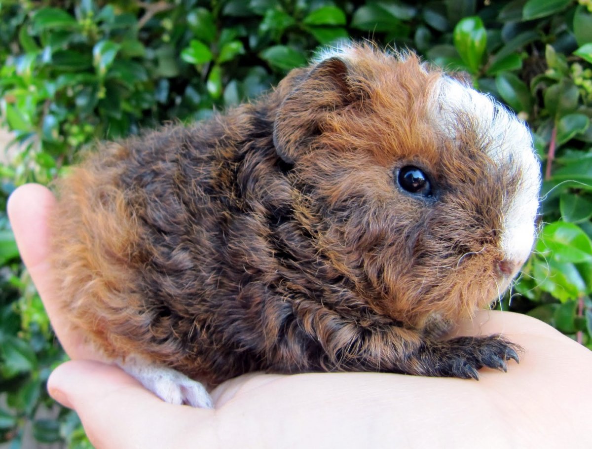 Морская Свинка породы альпака