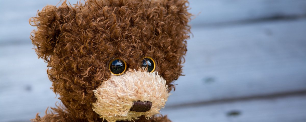 Ангорская морская Свинка