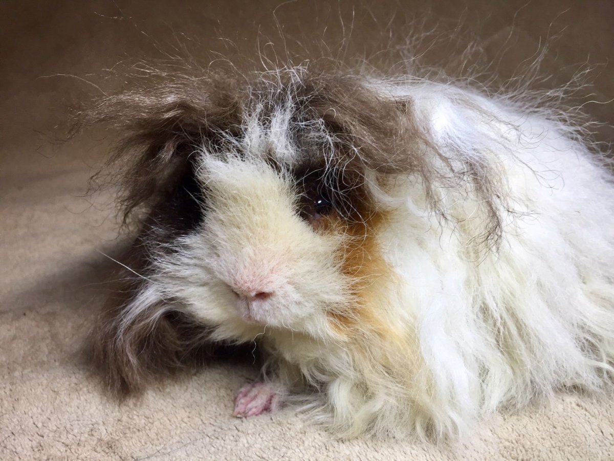 Кёрли морская Свинка