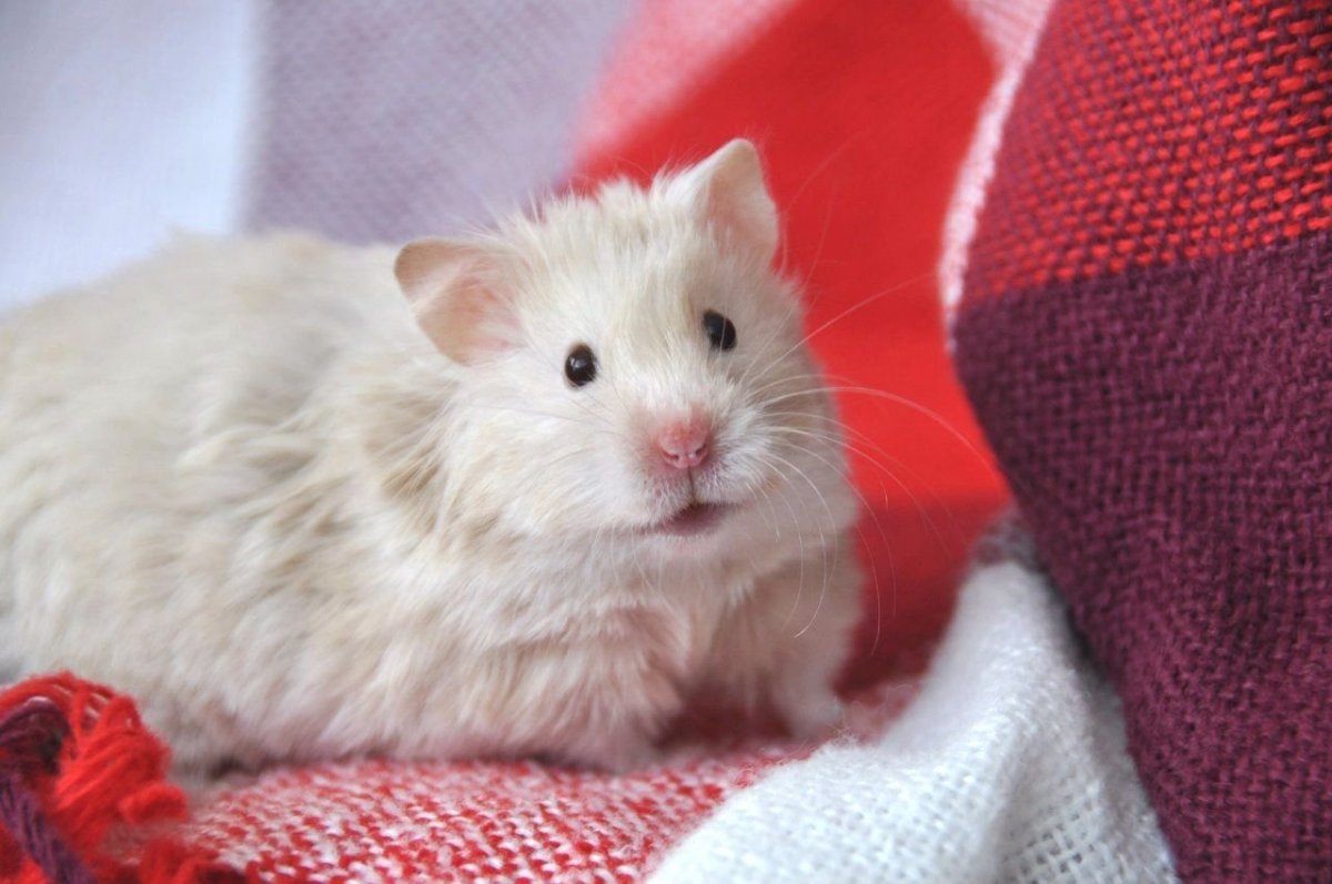 Морские свинки породы Куи