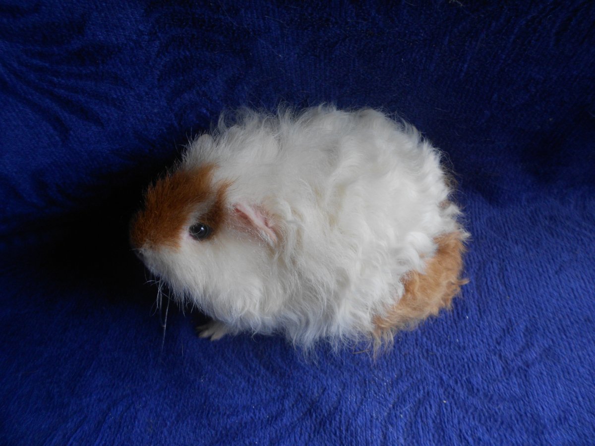 Морская Свинка мерино