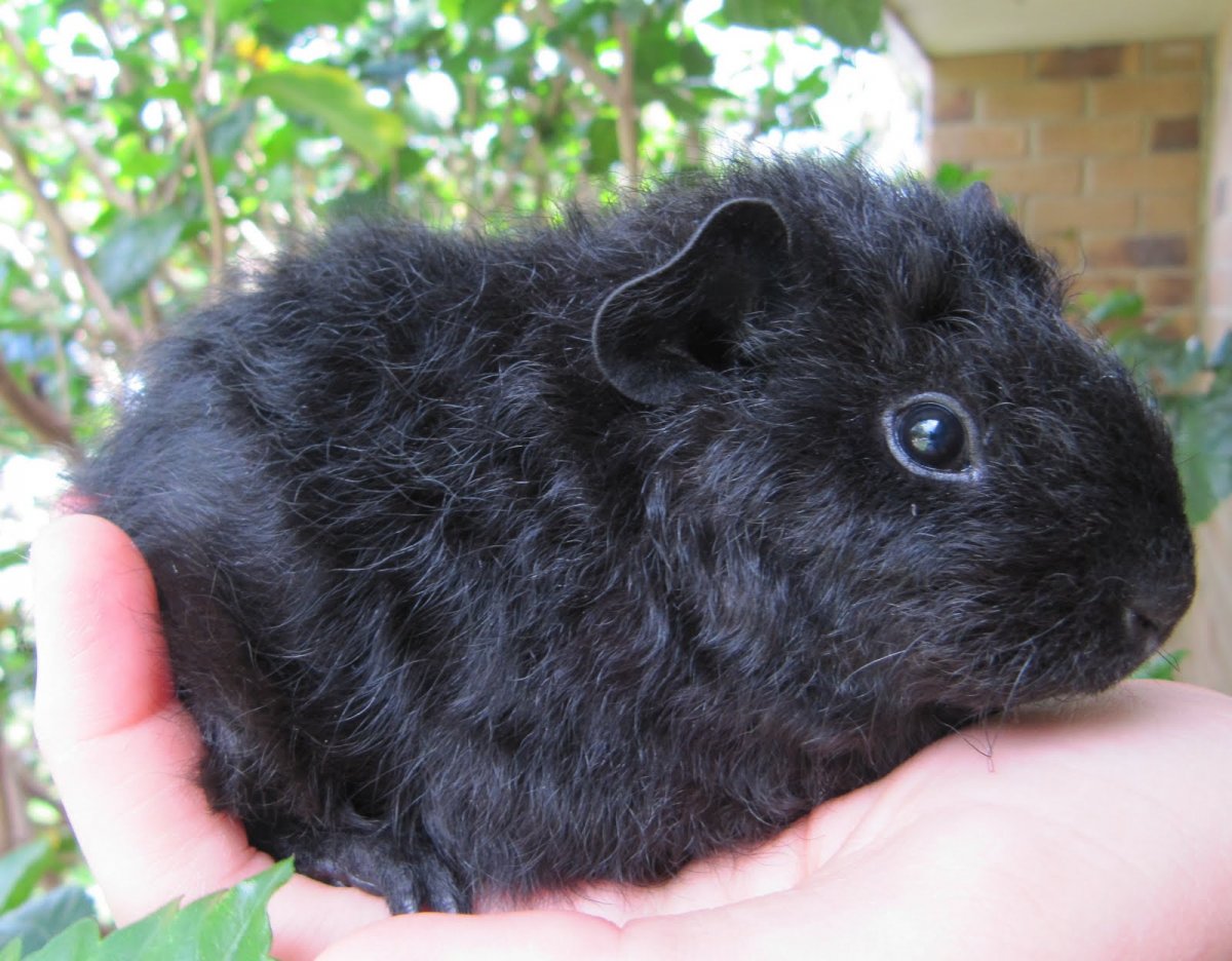 Морские свинки