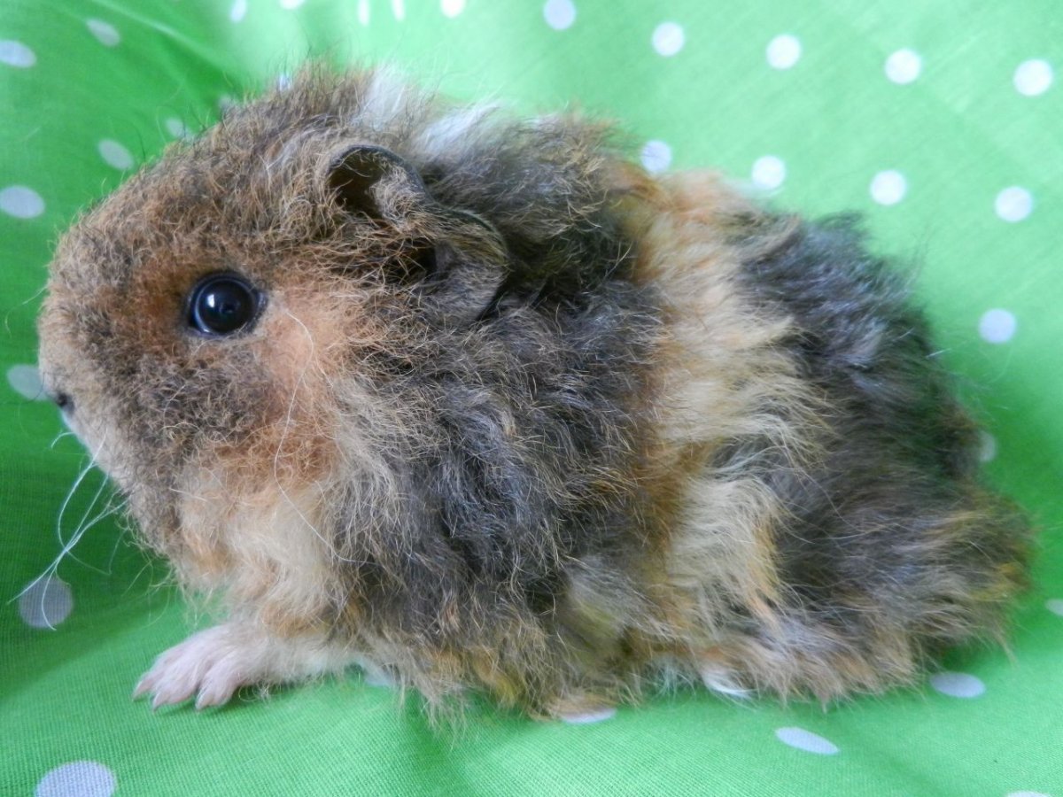 Кудрявая морская Свинка Тексель