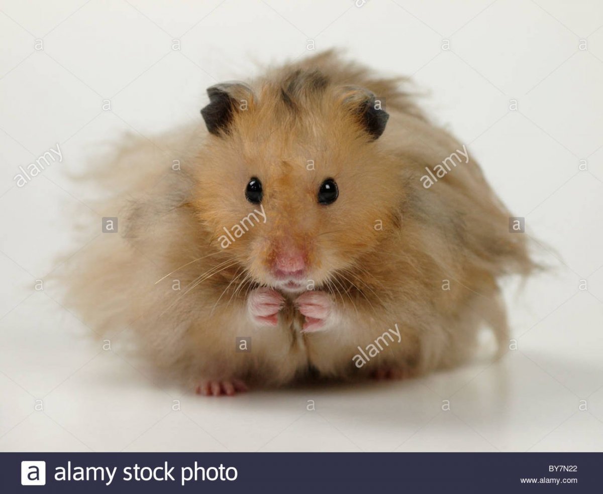 Сирийский хомяк дерутся