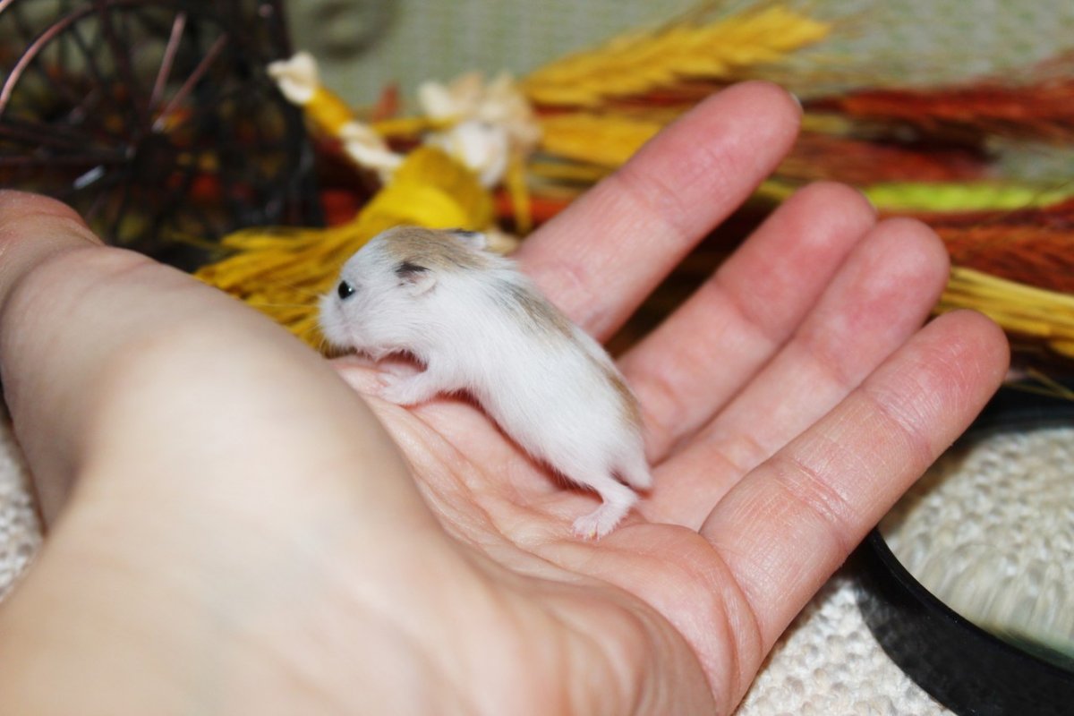 Морские свинки таксель