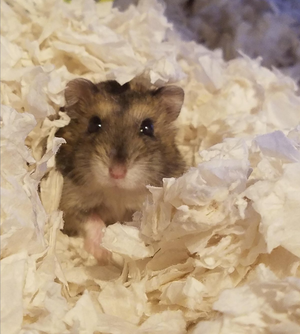 Сирийский хомяк длинношерстный