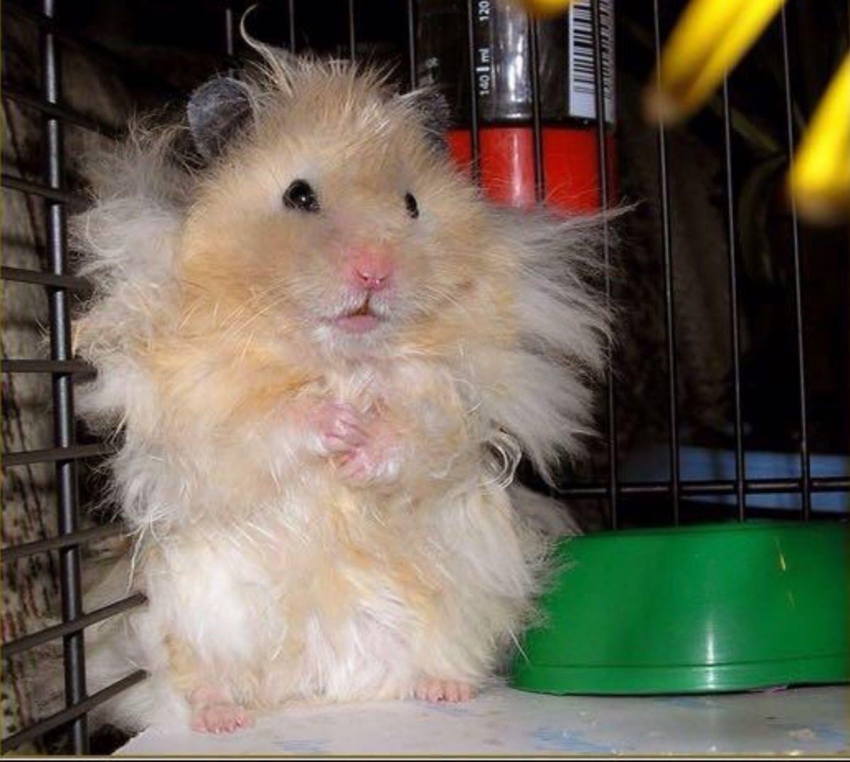 Морская Свинка Тексель