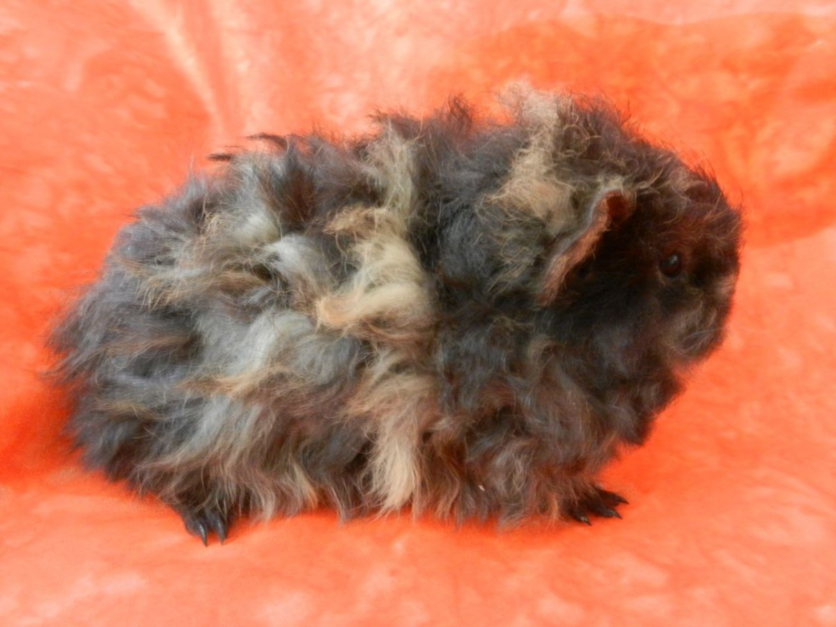 Морская Свинка породы Тексель