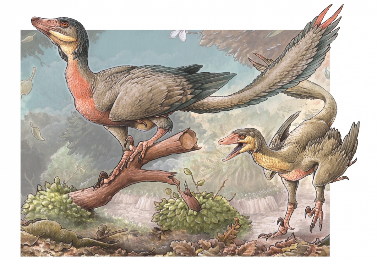 Велоцираптор пернатый динозавр