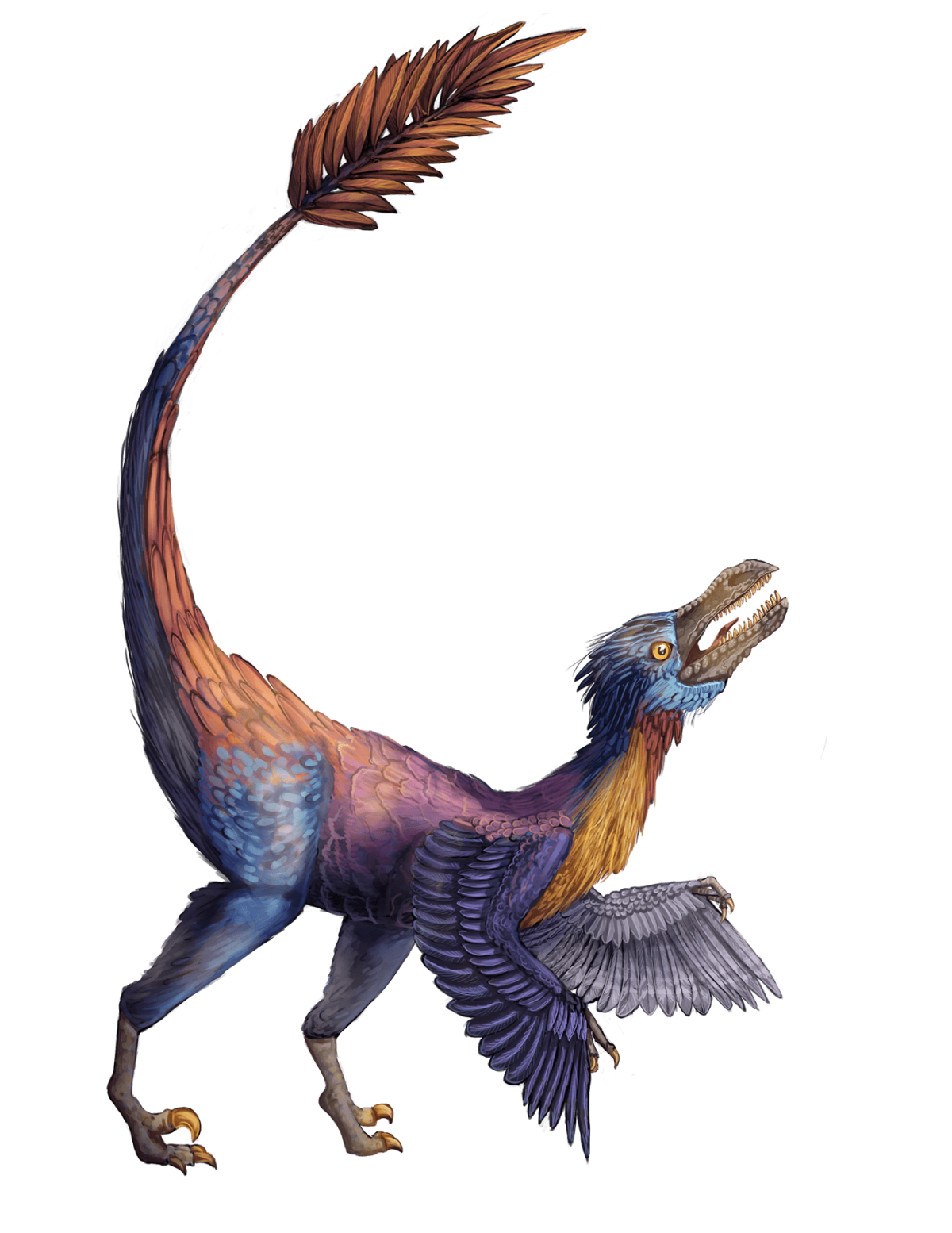 Каудиптерикс Дикси