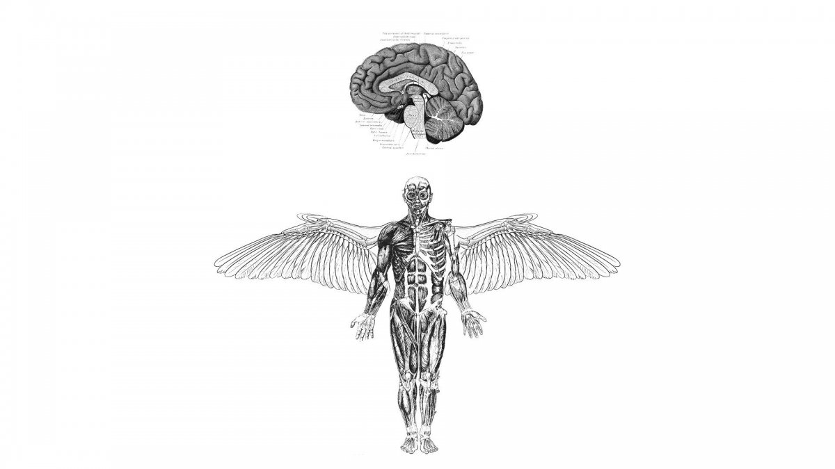 Фон по анатомии