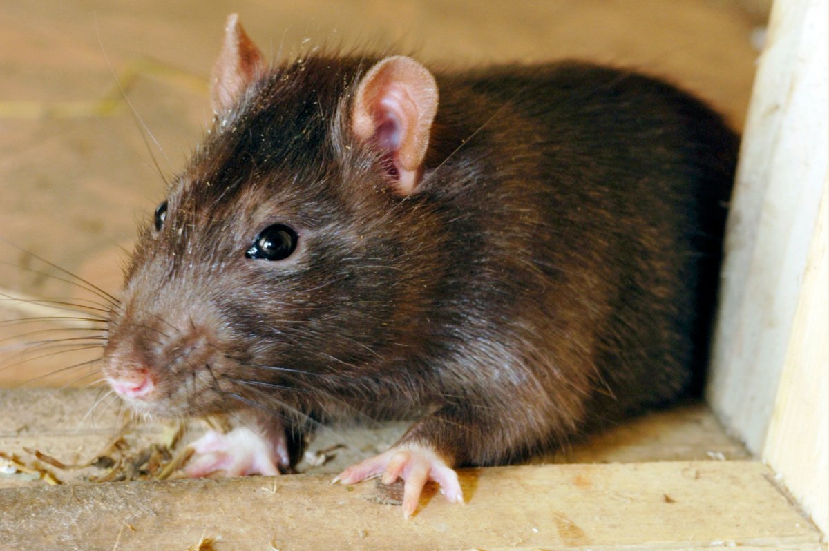 Rat was saved in a Sewer