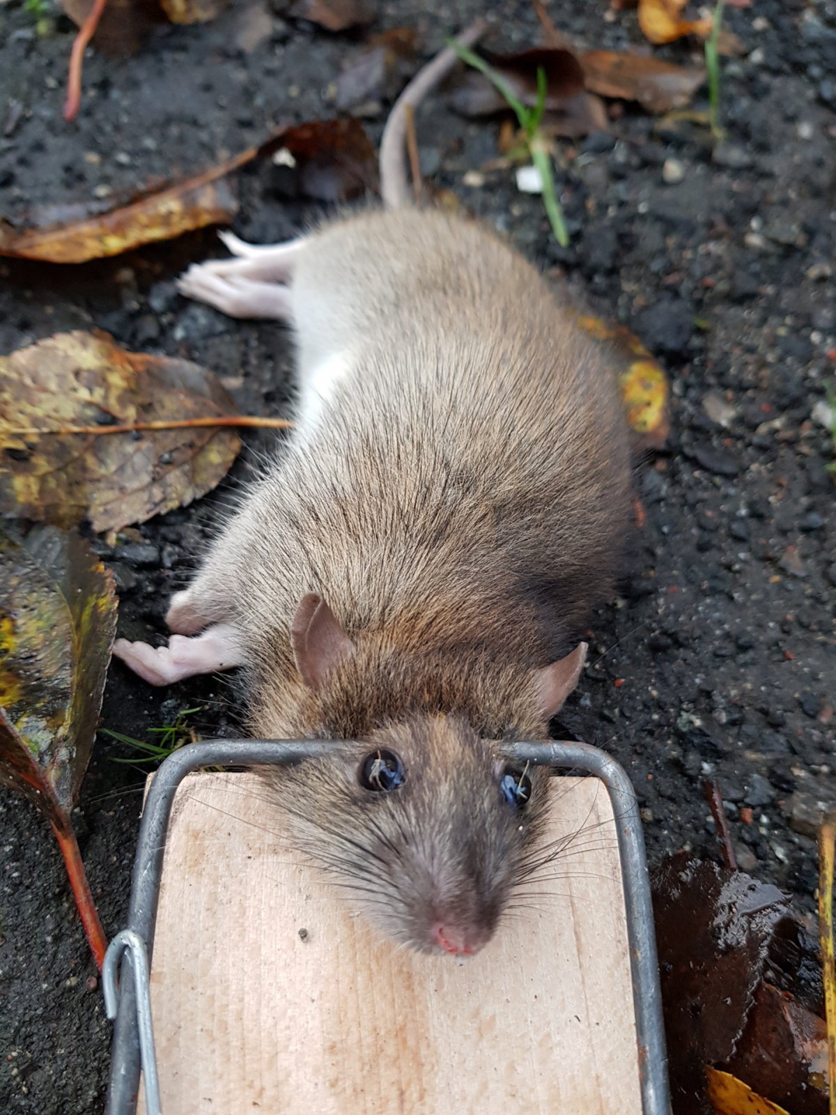 Крыса уличная