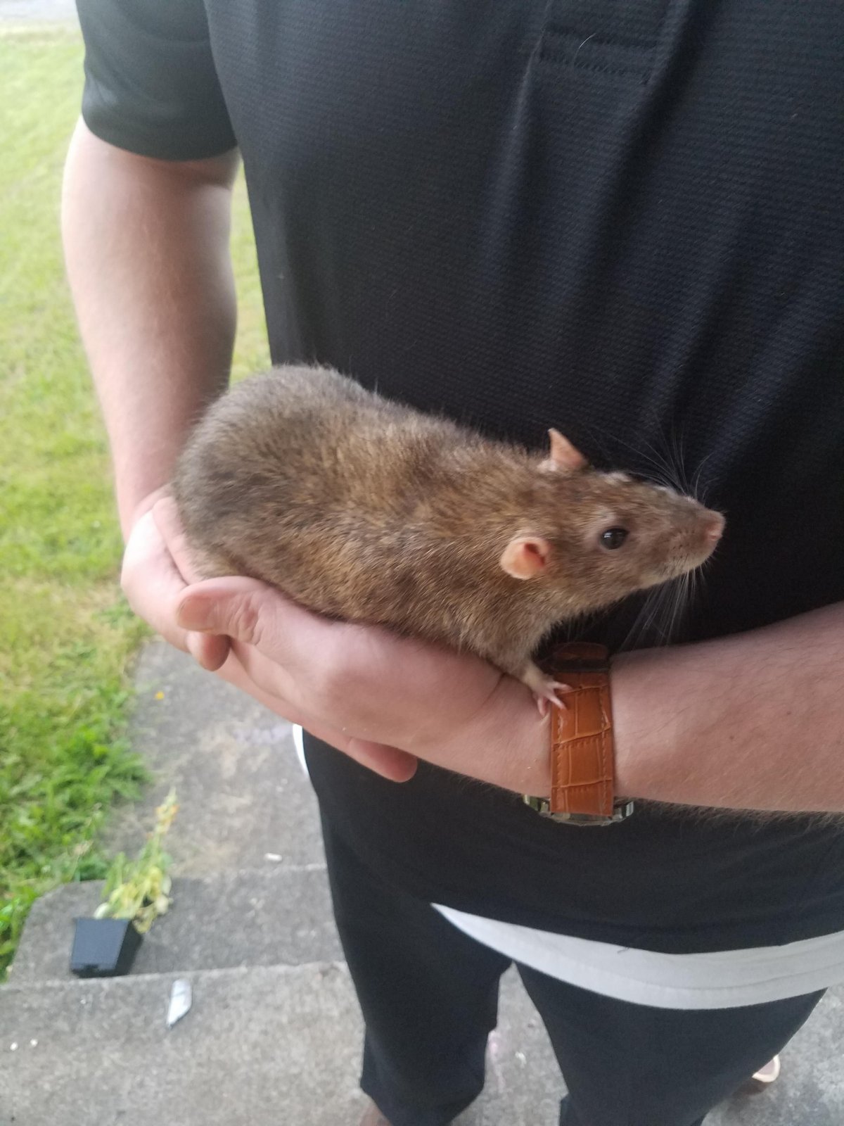 Крыса фото Дикая