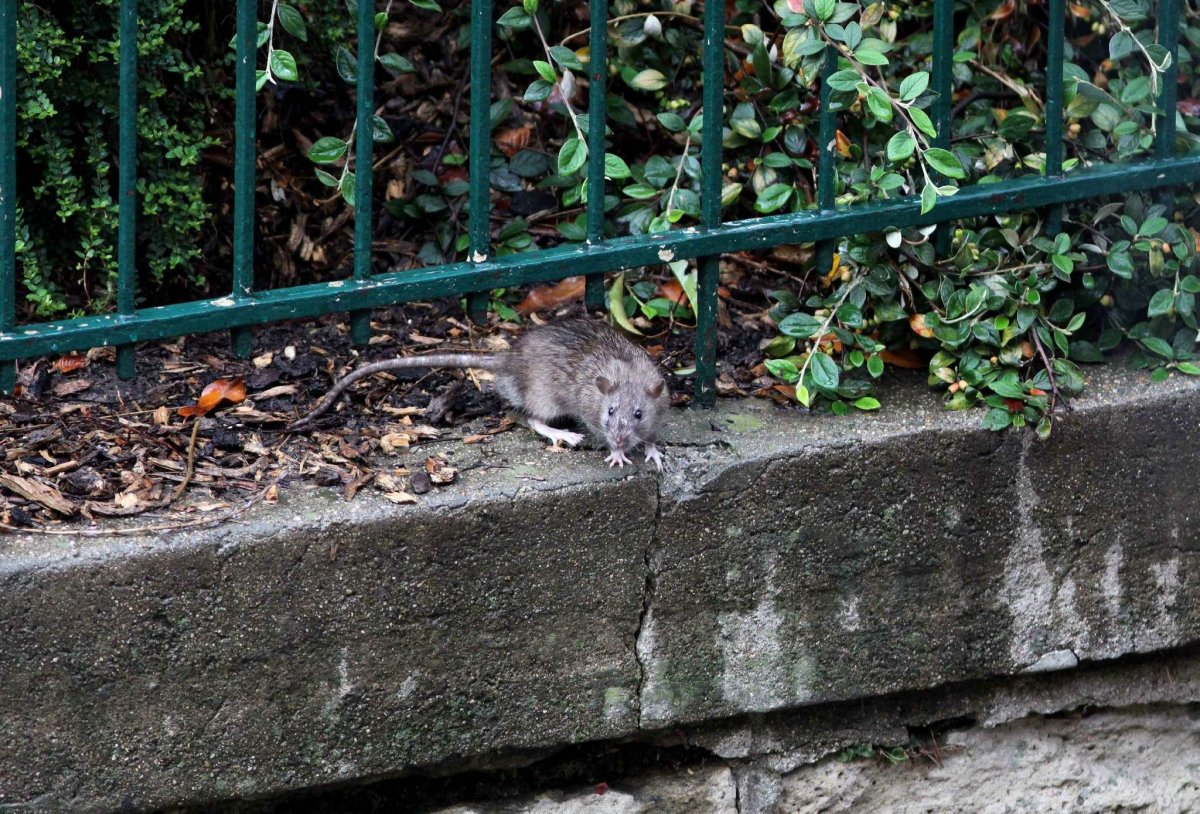 Крысы в Париже 2017