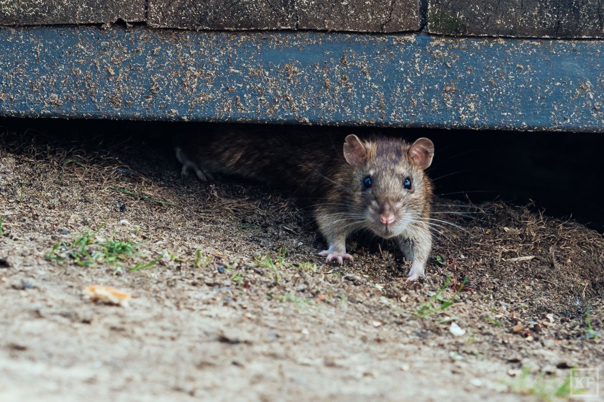 Крысы в Париже 2017