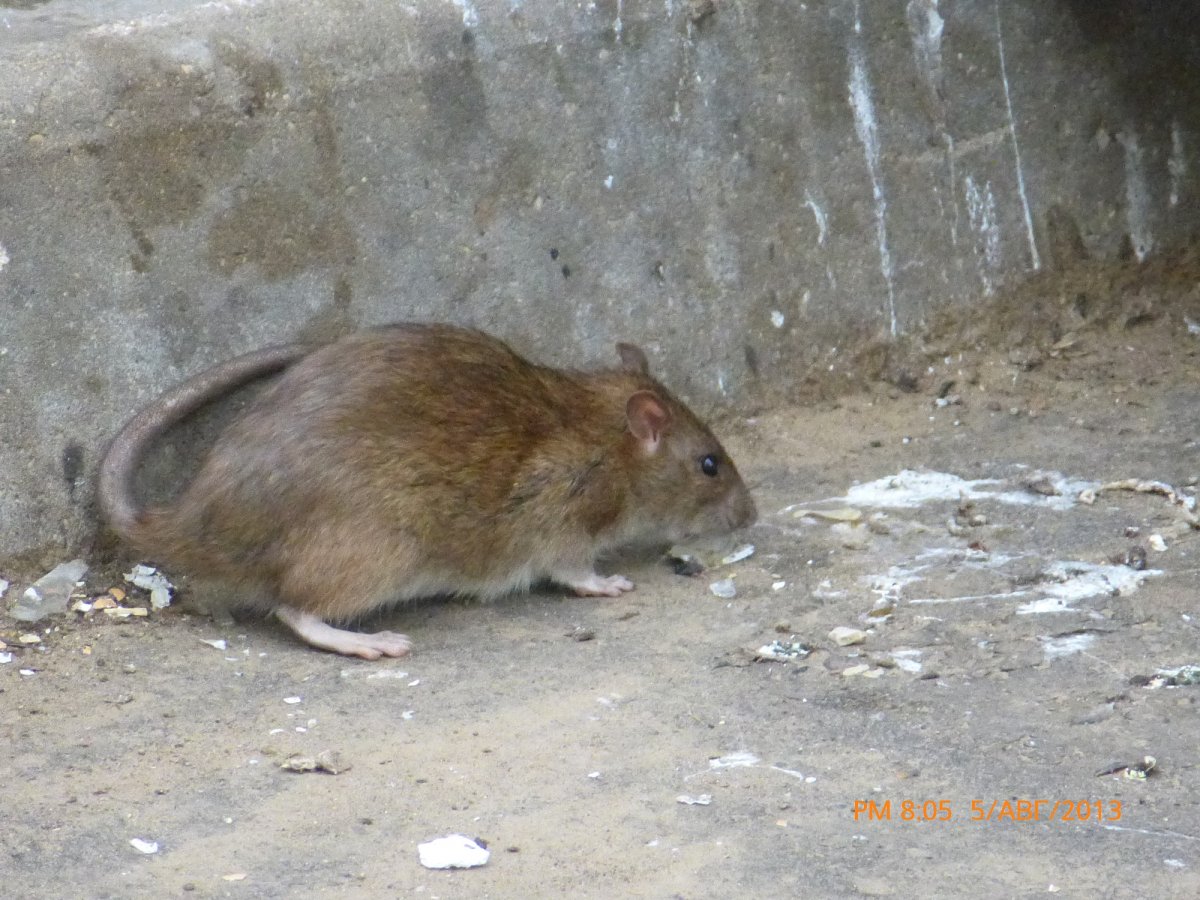 Нутрия Южная Америка