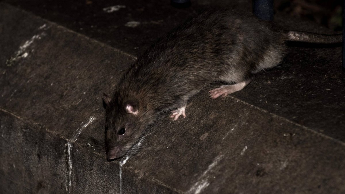 Крыса городская